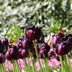 Tulip 'Black Hero' -UK Garden Plants Sales 2024 tulip black hero 1 156c0c77 3f04 49bd 9593 4252c98671dd