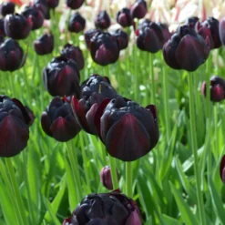 Tulip 'Black Hero' -UK Garden Plants Sales 2024 tulip black hero 2