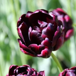 Front Page -UK Garden Plants Sales 2024 tulip black hero 2 6fa795c9 acea 48c8 bbd6 5d92ad41083e