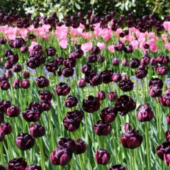 Tulip 'Black Hero' -UK Garden Plants Sales 2024 tulip black hero 3 5148c29a 36d6 402a 88d4 ec94d1a21654
