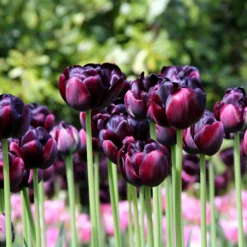 Tulip 'Black Hero' -UK Garden Plants Sales 2024 tulip black hero 4 800a10de 59f0 49a4 aa60 dc6bfa11d119
