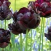 Tulip 'Black Hero' -UK Garden Plants Sales 2024 tulip black hero 5