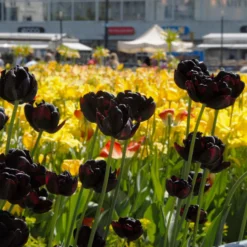 Tulip 'Black Hero' -UK Garden Plants Sales 2024 tulip black hero 6
