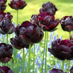 Tulip 'Black Hero' -UK Garden Plants Sales 2024 tulip black hero 7