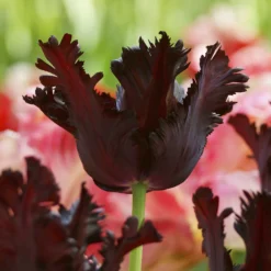 Tulip 'Black Parrot' -UK Garden Plants Sales 2024 tulip black parrot 1 cd905e29 b8fc 493d aa0b 9f10c2fb86bf