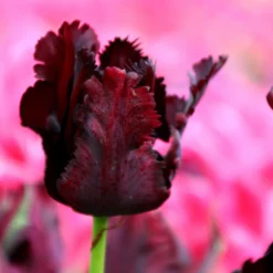 Tulip 'Black Parrot' -UK Garden Plants Sales 2024 tulip black parrot 2 b80ba303 a16e 4bd9 b8d3 ac29898fd063