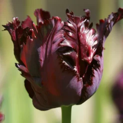 Tulip 'Black Parrot' -UK Garden Plants Sales 2024 tulip black parrot 3 scaled