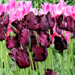 Tulip 'Black Parrot' -UK Garden Plants Sales 2024 tulip black parrot 3 291b1288 3a27 4c3e b583 613db30689d0