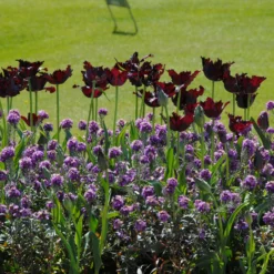 Tulip 'Black Parrot' -UK Garden Plants Sales 2024 tulip black parrot 4