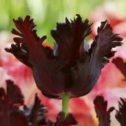 Tulip 'Black Parrot' -UK Garden Plants Sales 2024 tulip black parrot 4 10753e7a 038d 449d aa38 0d776718e24d