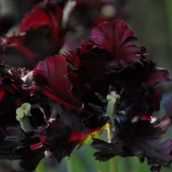 Tulip 'Black Parrot' -UK Garden Plants Sales 2024 tulip black parrot 5
