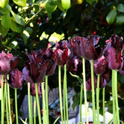 Tulip 'Black Parrot' -UK Garden Plants Sales 2024 tulip black parrot 5 2fd74c9a 246e 4e2c 8235 573a9b30789c