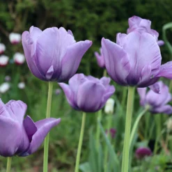 Tulip 'Bleu Aimable' -UK Garden Plants Sales 2024 tulip blue aimable 0