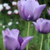Tulip 'Bleu Aimable' 2 Tulip 'Bleu Aimable' -UK Garden Plants Sales 2024 tulip blue aimable 00 scaled