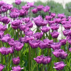 Tulip 'Bleu Aimable' -UK Garden Plants Sales 2024 tulip blue aimable 2