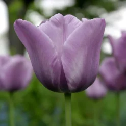 Tulip 'Bleu Aimable' -UK Garden Plants Sales 2024 tulip blue aimable 3