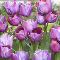 Tulip 'Blue Heaven' 14 Tulip 'Blue Heaven' -UK Garden Plants Sales 2024 tulip blue heaven 00