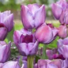 Tulip 'Blue Heaven' -UK Garden Plants Sales 2024 tulip blue heaven 01