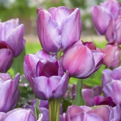 Tulip 'Blue Heaven'