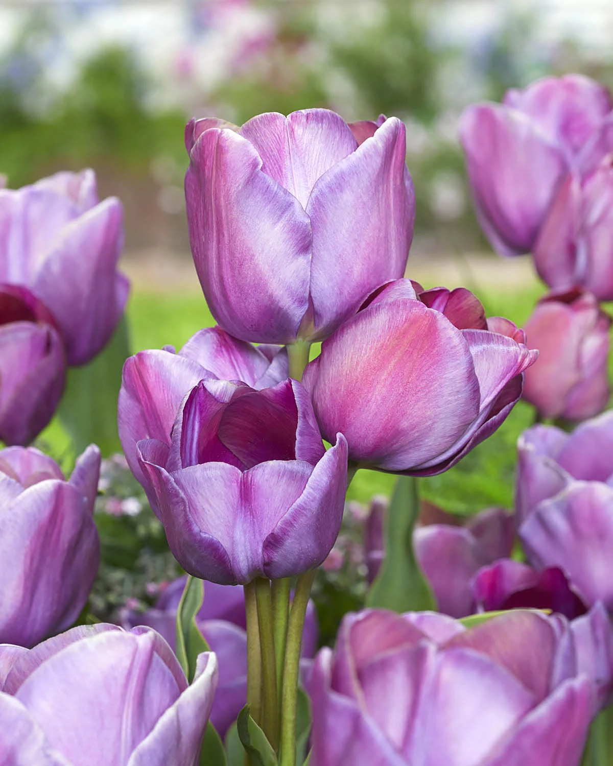 Tulip 'Blue Heaven' 3 Tulip 'Blue Heaven'