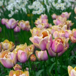 Tulip 'Blue Heaven' 15 Tulip 'Blue Heaven' -UK Garden Plants Sales 2024 tulip blue heaven 1 scaled