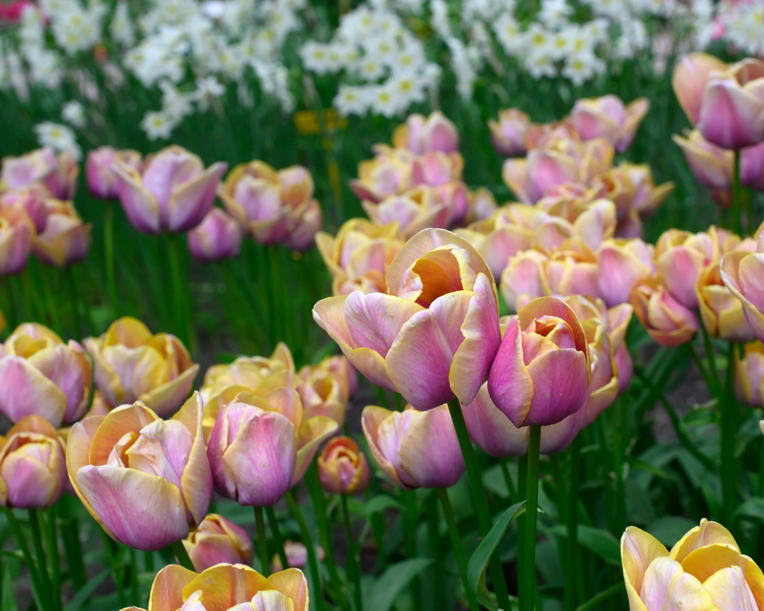 Tulip 'Blue Heaven' 7 Tulip 'Blue Heaven' - Image 5