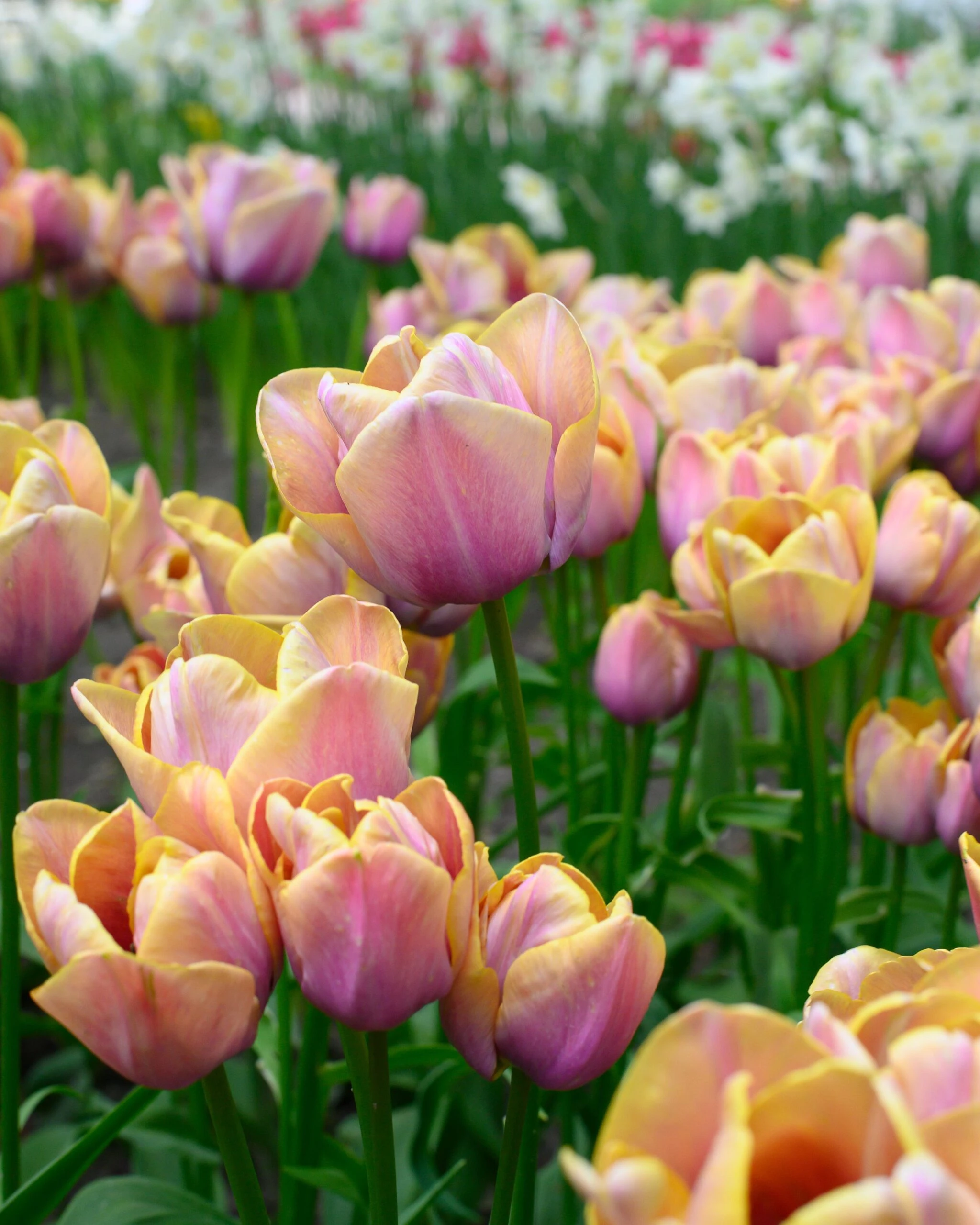 Tulip 'Blue Heaven' 10 Tulip 'Blue Heaven' - Image 8