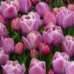 Tulip 'Blue Heaven' 13 Tulip 'Blue Heaven' -UK Garden Plants Sales 2024 tulip blue heaven 3 scaled