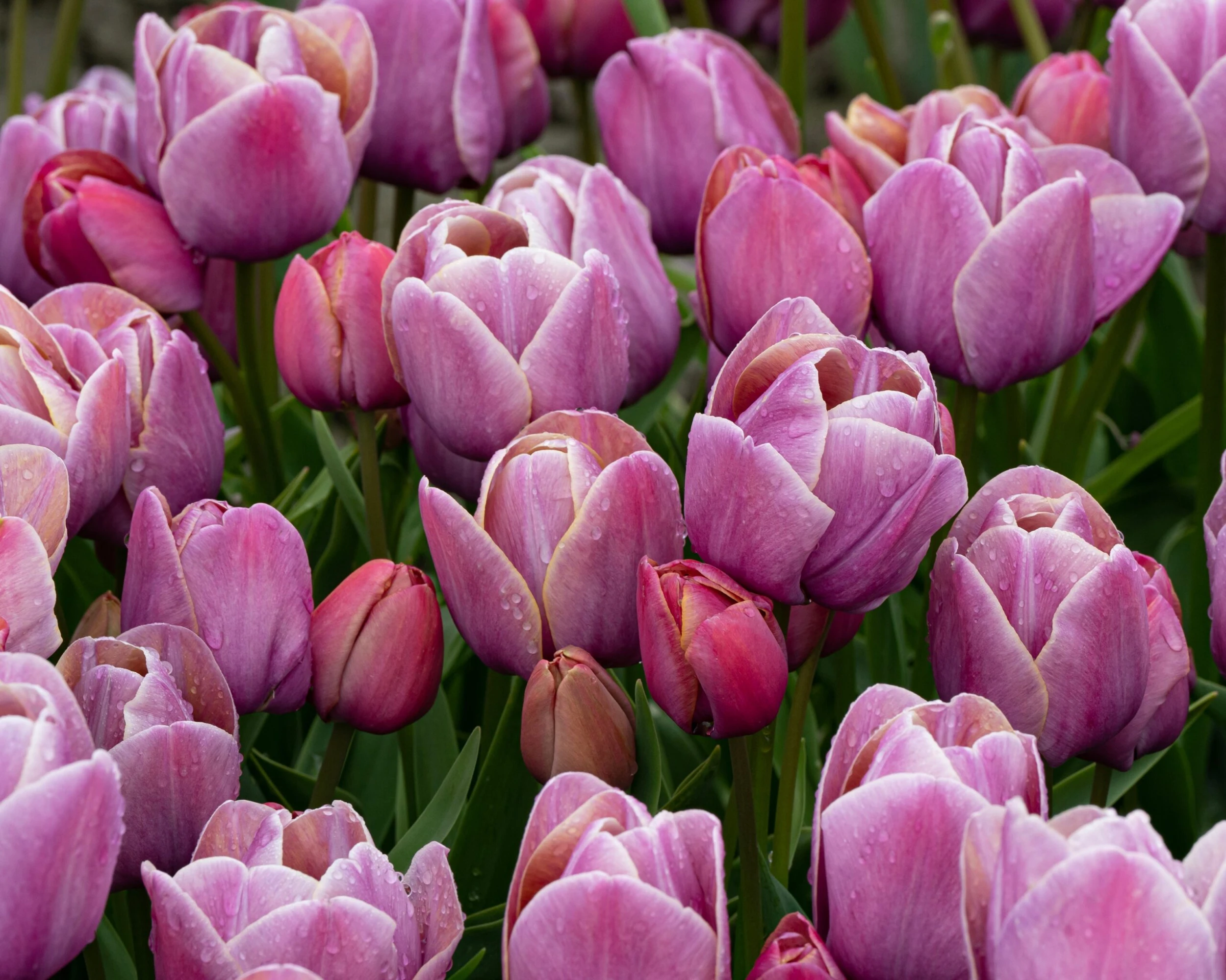 Tulip 'Blue Heaven' 5 Tulip 'Blue Heaven' - Image 3