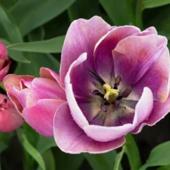 Tulip 'Blue Heaven' 19 Tulip 'Blue Heaven' -UK Garden Plants Sales 2024 tulip blue heaven 4 scaled