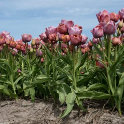 Tulip 'Blue Heaven' 17 Tulip 'Blue Heaven' -UK Garden Plants Sales 2024 tulip blue heaven 5 scaled