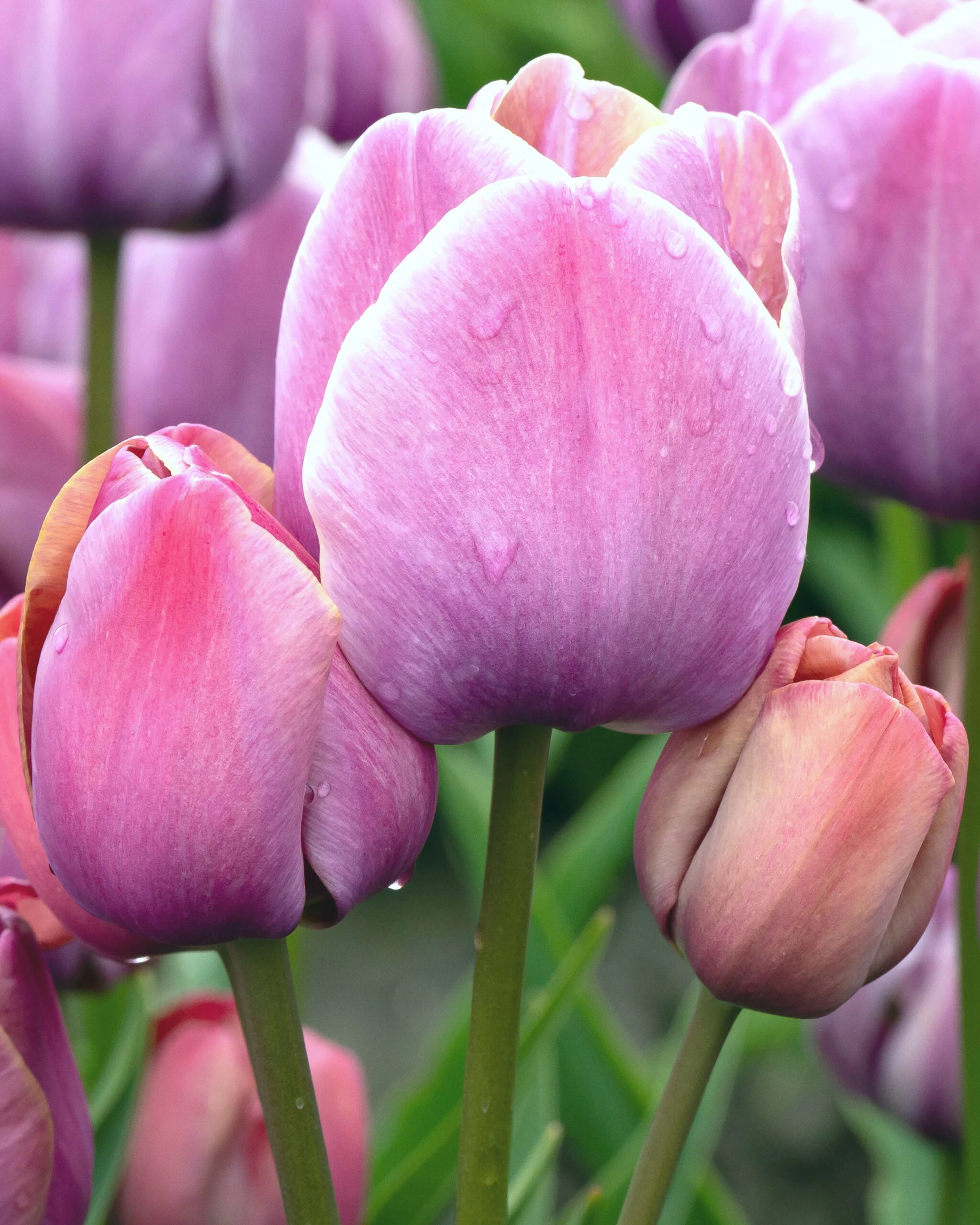 Tulip 'Blue Heaven' 4 Tulip 'Blue Heaven' - Image 2