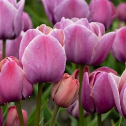 Tulip 'Blue Heaven' 16 Tulip 'Blue Heaven' -UK Garden Plants Sales 2024 tulip blue heaven 7 scaled