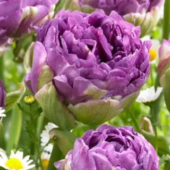 Tulip 'Blue Wow' -UK Garden Plants Sales 2024 tulip blue wow 1