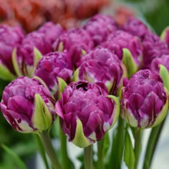 Tulip 'Blue Wow' -UK Garden Plants Sales 2024 tulip blue wow 4 scaled