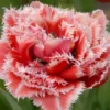 Tulip 'Queensland' -UK Garden Plants Sales 2024 tulip brest 1