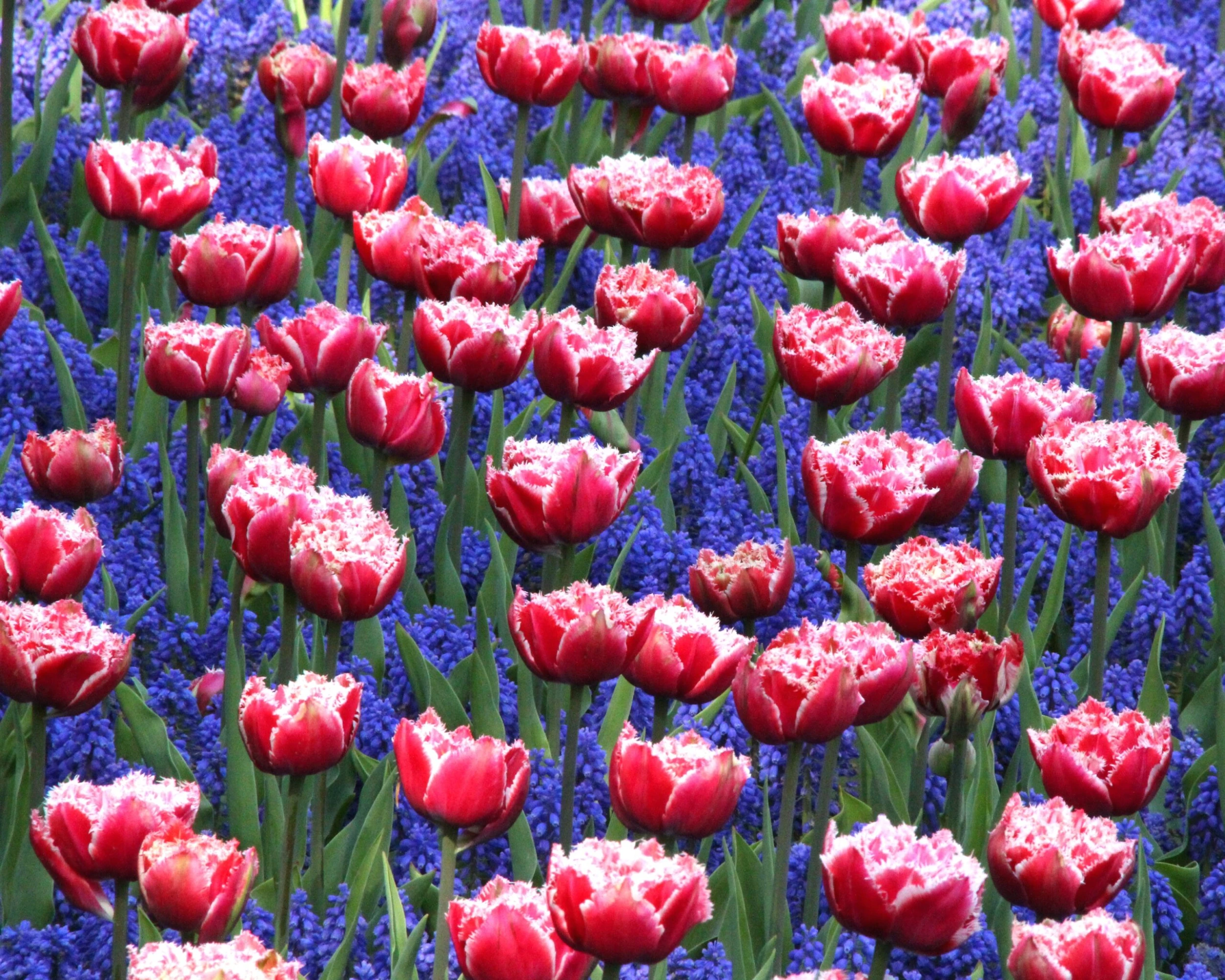 Tulip 'Queensland' 8 Tulip 'Queensland' - Image 6