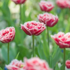 Tulip 'Queensland' 12 Tulip 'Queensland' -UK Garden Plants Sales 2024 tulip brest 2