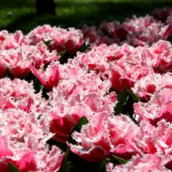 Tulip 'Queensland' 13 Tulip 'Queensland' -UK Garden Plants Sales 2024 tulip brest 2 3f1c3b50 65ae 4724 8d94 b0fe7b274ae2 scaled