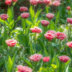 Tulip 'Queensland' 14 Tulip 'Queensland' -UK Garden Plants Sales 2024 tulip brest 3