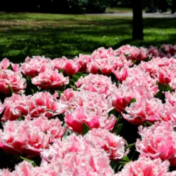 Tulip 'Queensland' 16 Tulip 'Queensland' -UK Garden Plants Sales 2024 tulip brest 3 349568e3 70e7 4b20 bbc1 0cb14de77315