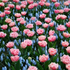 Tulip 'Queensland' 17 Tulip 'Queensland' -UK Garden Plants Sales 2024 tulip brest 4