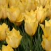 Tulip 'Bright Gem' 1 Tulip 'Bright Gem' -UK Garden Plants Sales 2024 tulip bright gem 0