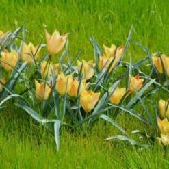 Tulip 'Bright Gem' 10 Tulip 'Bright Gem' -UK Garden Plants Sales 2024 tulip bright gem 1