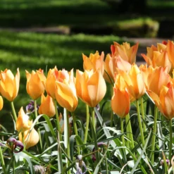 Tulip 'Bright Gem' 12 Tulip 'Bright Gem' -UK Garden Plants Sales 2024 tulip bright gem 1 290a38ac 76e8 4aa7 8e4b 0f8bf0067ed5