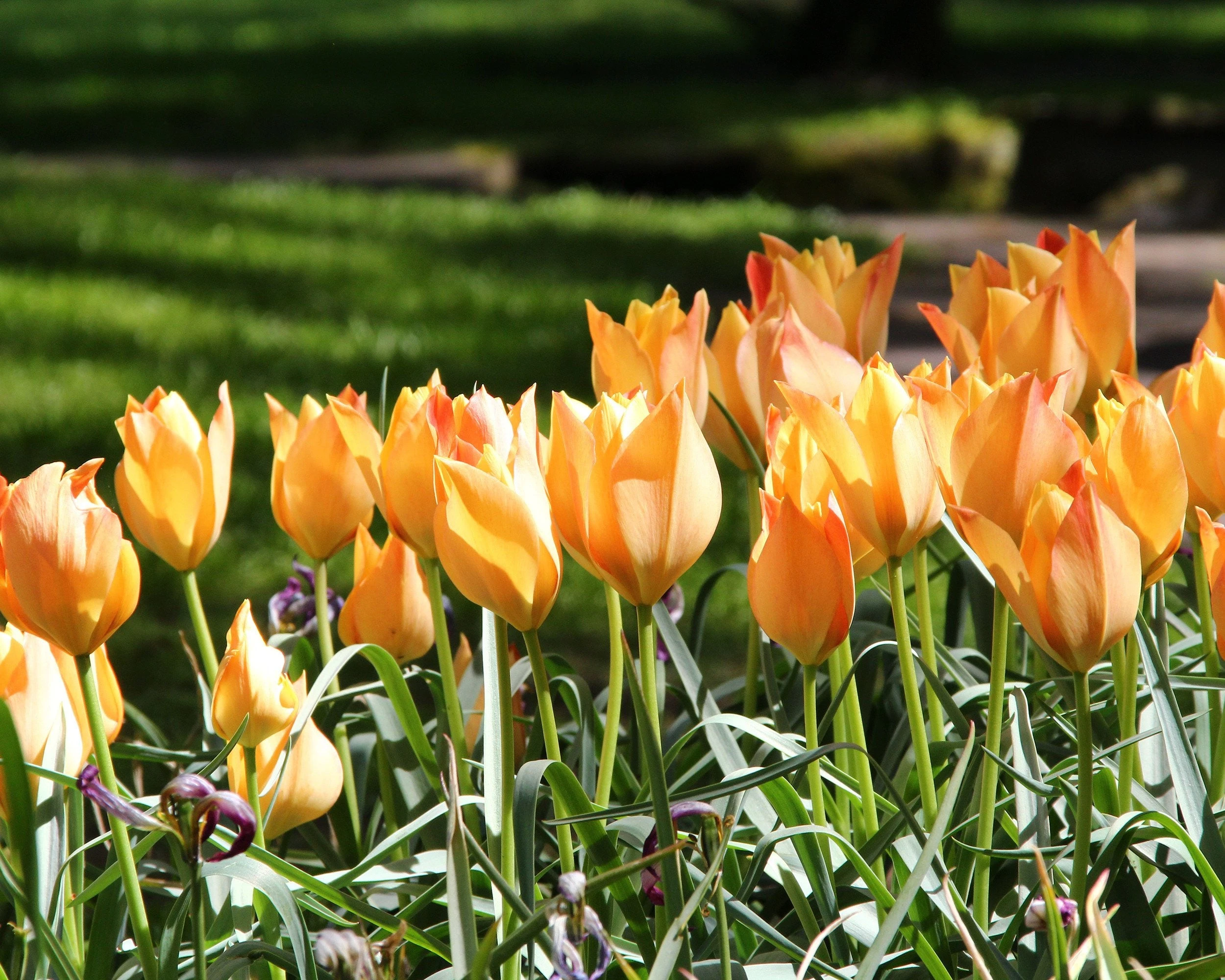 Tulip 'Bright Gem' 7 Tulip 'Bright Gem' - Image 5