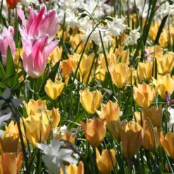 Tulip 'Bright Gem' 11 Tulip 'Bright Gem' -UK Garden Plants Sales 2024 tulip bright gem 2 90699219 3b6b 40a4 b816 5241b63f0515