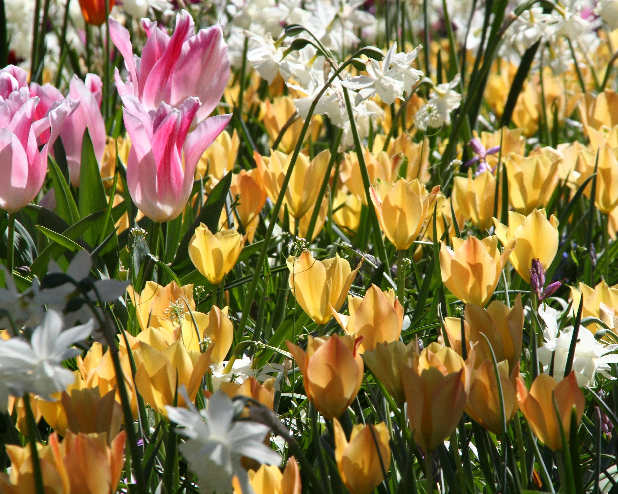 Tulip 'Bright Gem' 6 Tulip 'Bright Gem' - Image 4