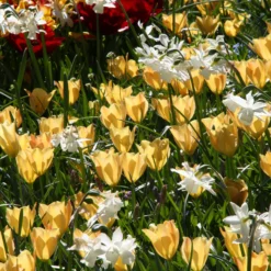 Tulip 'Bright Gem' 13 Tulip 'Bright Gem' -UK Garden Plants Sales 2024 tulip bright gem 3 d2970fdd 79ff 458c 9604 79efaf255ec5