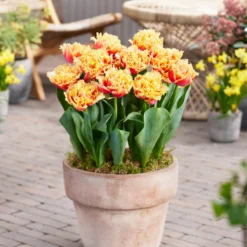 Tulip 'Brisbane' -UK Garden Plants Sales 2024 tulip brisbane 1 1